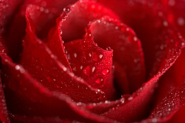 Beautiful red rose with water droplets Stock Photo