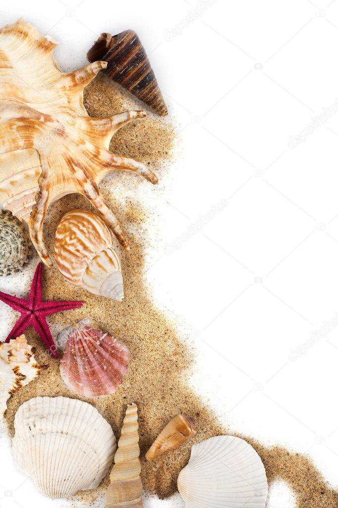 Sea shells in sand isolated