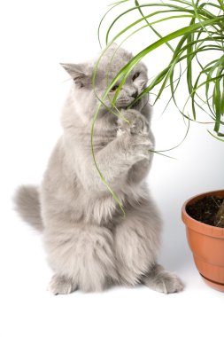 Cat standing on paws eating plant clipart