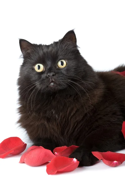 Černá kočka v růžových lístků izolovaná — Stock fotografie