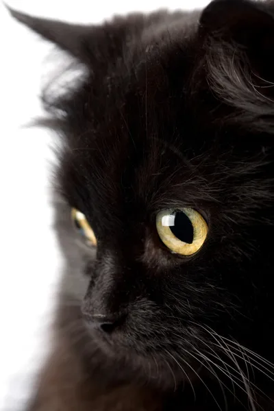 Gezicht van schattige zwarte kat — Stockfoto