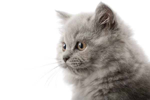 Схвильований британський кошеня ізольовані — стокове фото