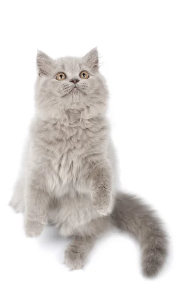 Gattino in piedi sulle zampe guardando in alto — Foto Stock