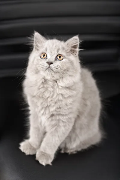 stock image British kitten looking up