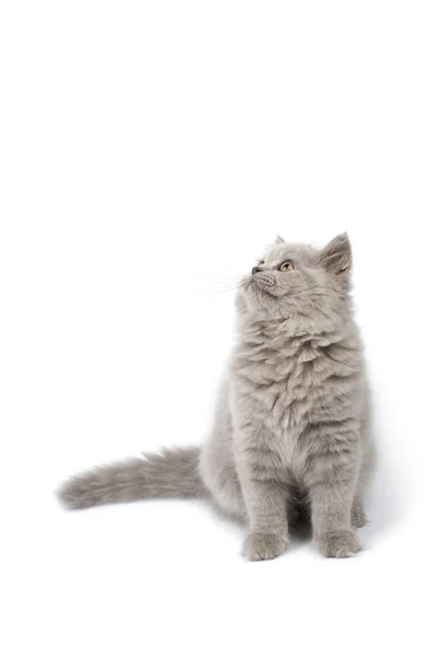 Britské kotě vzhlédla, izolovaných — Stock fotografie