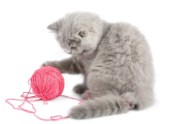 Kitten spelen met roze schoothoek geïsoleerd — Stockfoto