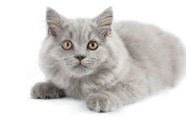 分離された英国の子猫 — ストック写真