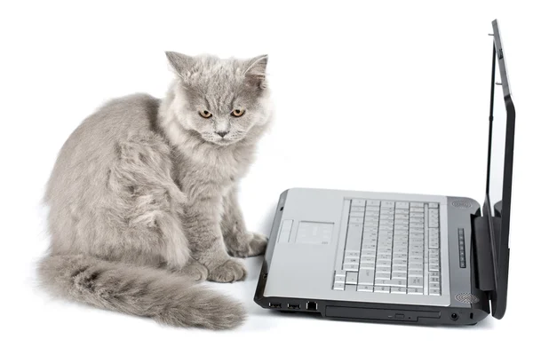 stock image Kitten in front of laptop isolated