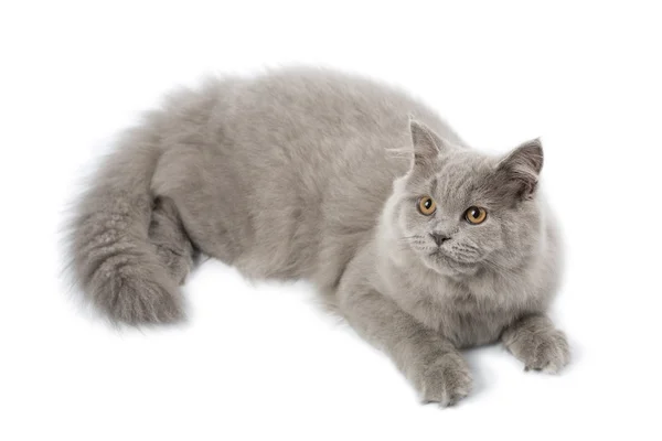 分離されたイギリス子猫かわいい — ストック写真