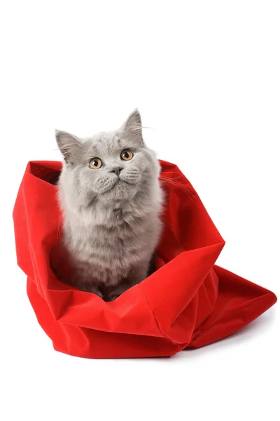 Gato britânico em saco vermelho isolado — Fotografia de Stock