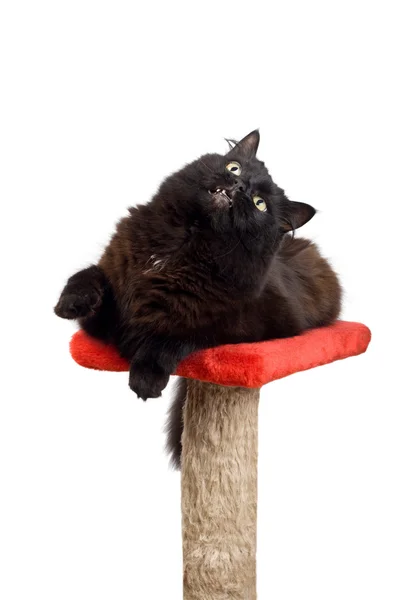 Schwarze Katze spielt isoliert — Stockfoto