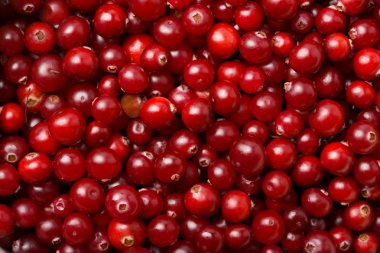 Red cranberries background clipart
