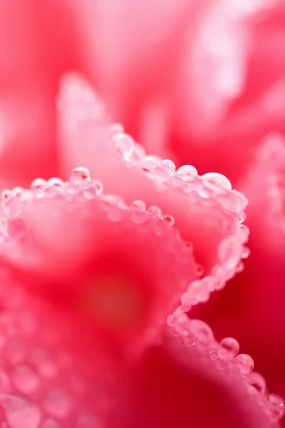 Macro van roze anjer bloem — Stockfoto