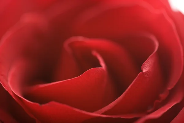 Beautiful red rose (shallow DOF) — Stock Photo, Image