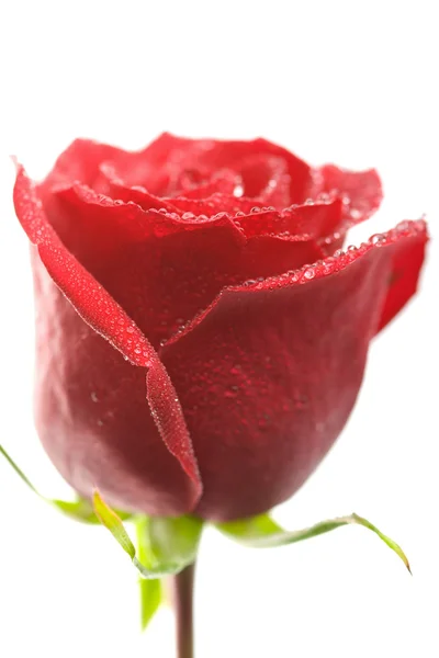 Rosa roja con gotitas de agua aisladas — Foto de Stock