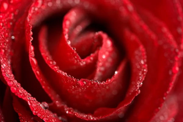 水滴と美しい赤いバラ — ストック写真