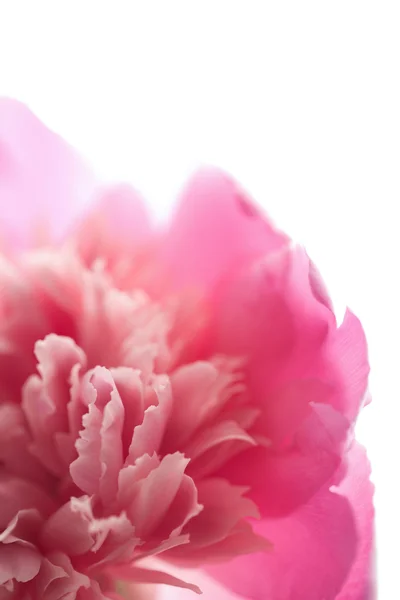 Розовый пион — стоковое фото