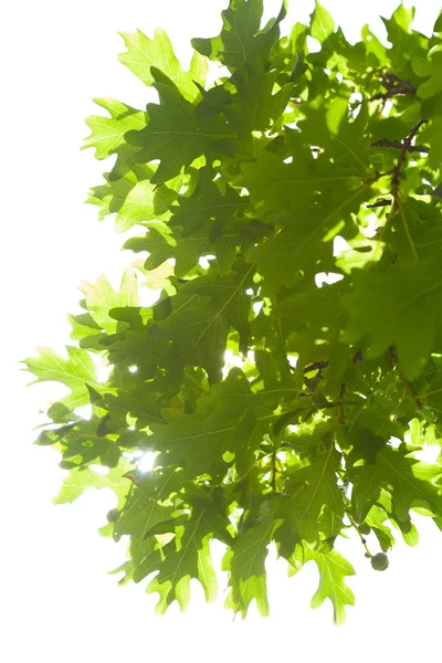 Oak leaves isolated — Stock Photo, Image