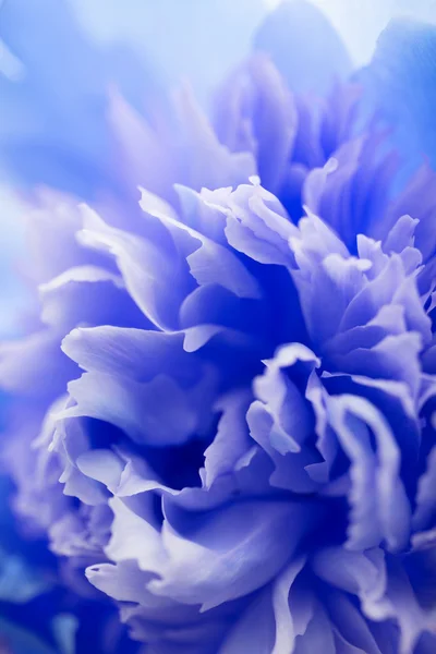 Abstracte Blauwe bloem achtergrond — Stockfoto