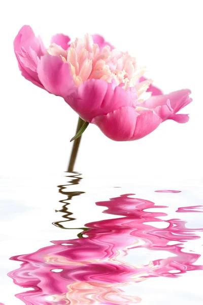 Flower reflecting in water isolated — Stock Photo, Image