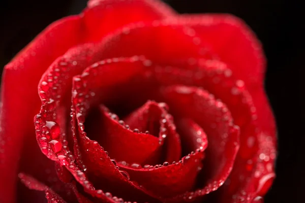 Bella rosa rossa con goccioline d'acqua — Foto Stock