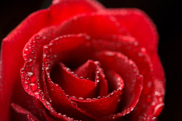 Beautiful red rose with water droplets (shallow focus)