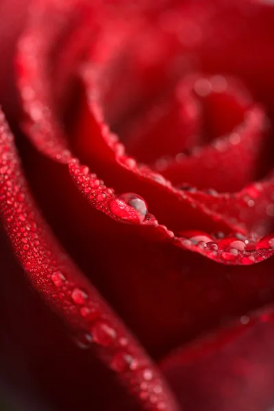 Rose with water droplets — Stock Photo, Image