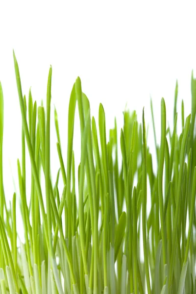 分離した新鮮な草の背景 — ストック写真