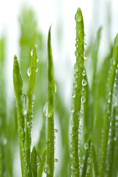 Gras met waterdruppeltjes geïsoleerd — Stockfoto