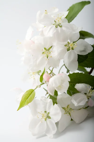 stock image White spring flowers