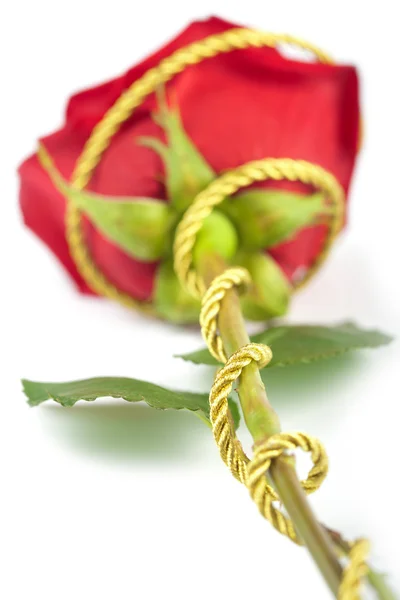 Krásná červená růže, samostatný — Stock fotografie