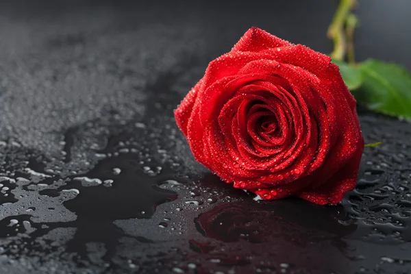 Mooie rode roos met waterdruppels — Stockfoto