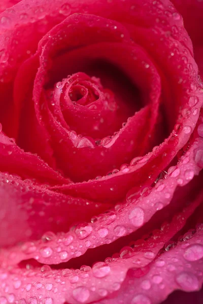美丽的粉红色的玫瑰水滴 — 图库照片
