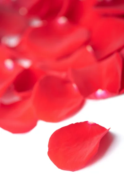赤いバラの花びらを分離 — ストック写真