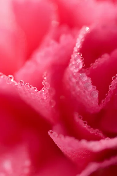 Macro di garofano rosa fiore — Foto Stock