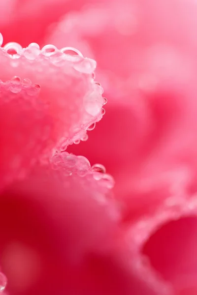Pembe karanfil çiçeğinin Macro 'su — Stok fotoğraf