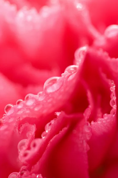 Roze anjer bloem — Stockfoto