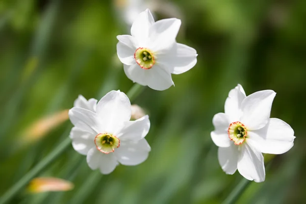 stock image White daffodils in the field