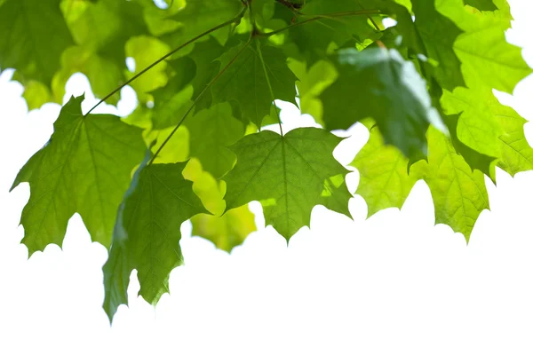 Maple leaves isolated — Stock Photo, Image
