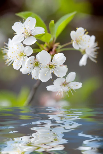 Άσπρα λουλούδια που αντανακλά στο νερό — Stock fotografie