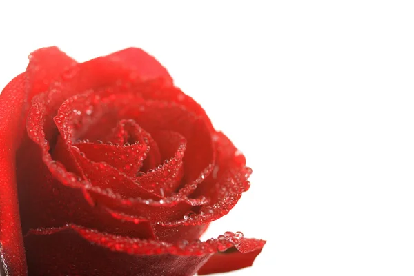 分離された水滴を持つ赤いバラ — ストック写真