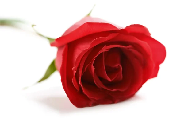 Rosa vermelha com gotas de água isoladas — Fotografia de Stock