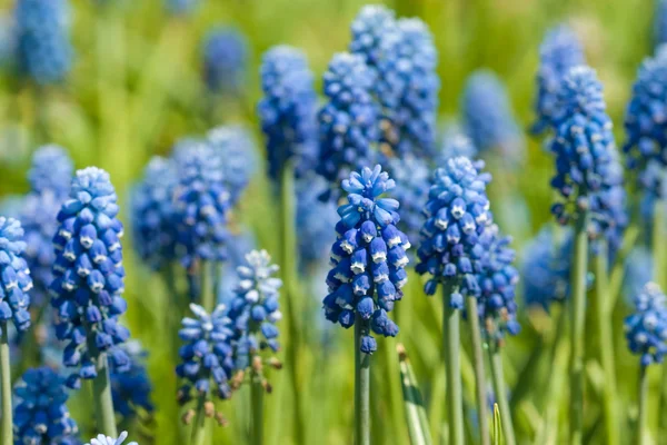 Kék virágok a mezőn — Stock Fotó