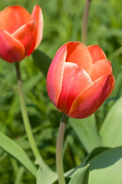 Tulipanes rojos en el campo — Foto de Stock