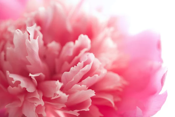 Abstract pink peony flower isolated — Stock Photo, Image
