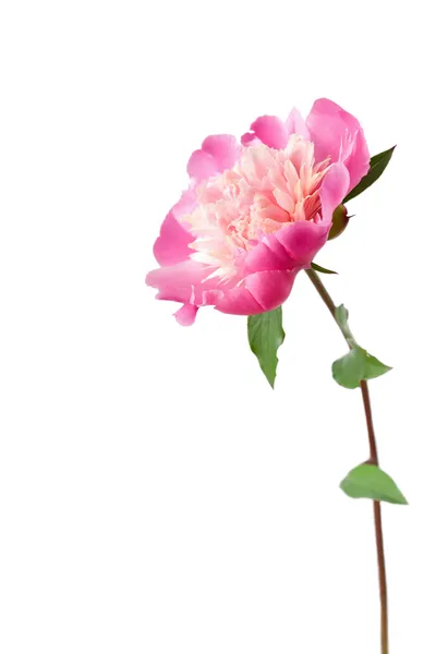 Pivoine rose fleur isolée — Photo
