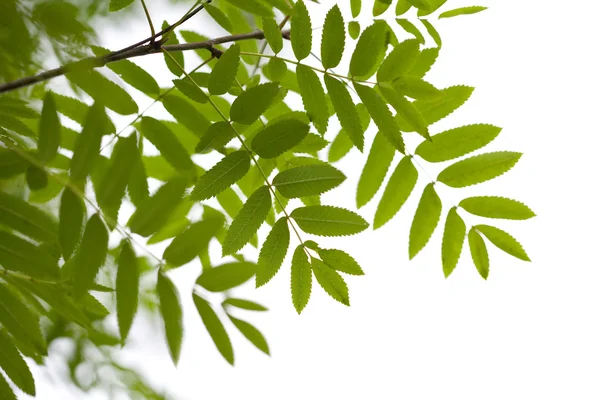Rowan foglie isolate — Foto Stock