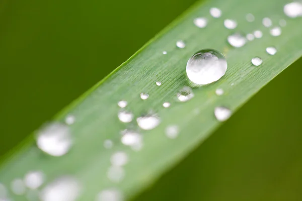 Fresh wet grass background — Stock Photo, Image