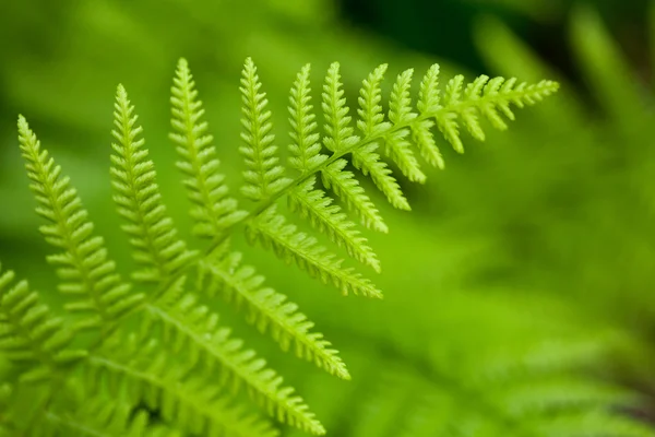 Färska gröna blad i fältet — Stockfoto