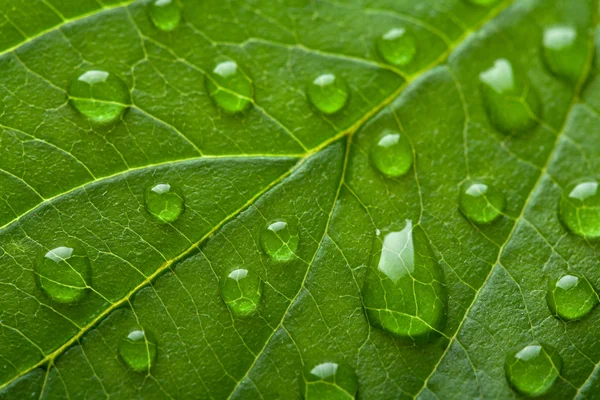 Świeży zielony liść z kropelek wody — Zdjęcie stockowe